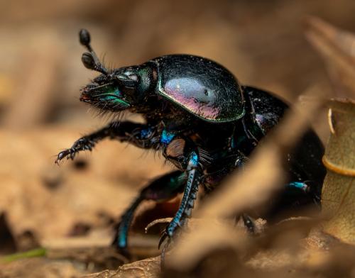Réf. 351 991 : Trypocopris pyrenaeus